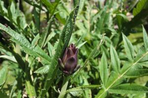 Štinjan apartmani Elda