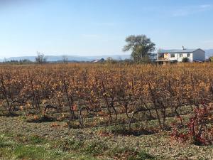 Maisons de vacances Domaine Limouzy : photos des chambres