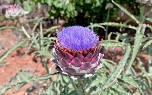 Apartments Ivanka 378