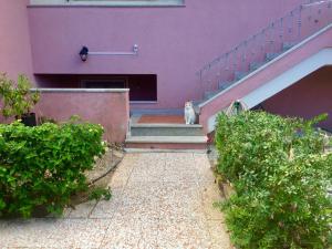 Cycas img11