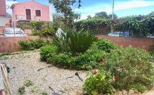 Cycas img13