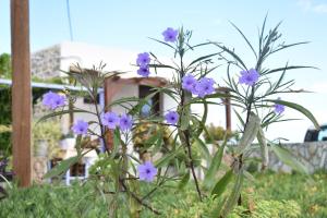 SEA-esta Beach Studios Lasithi Greece