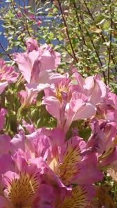 Chambres et Tables dHotes "Au pres de ma Blonde"