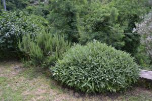 La Limonaia di Casagrande