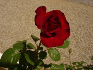 Maria Apartments Rhodes Greece
