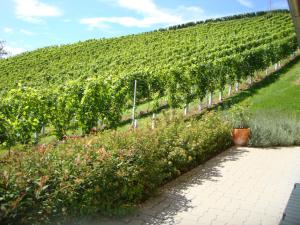 Ferienhaus Weingut Bauer