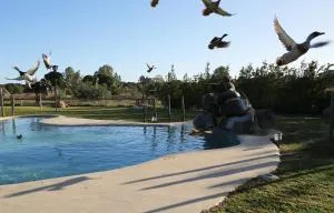 Ardea Purpurea - Pilas