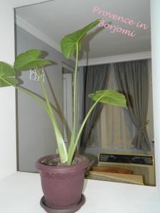 Nikas Guest House