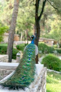 Makryammos Bungalows Thassos Greece