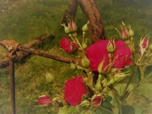 Bastida de Beata - Castanet