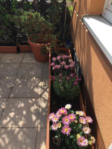 Apartament Sosna