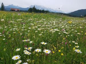 Ferienwohnung Soiernblick Krün Bärnbichl