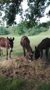 Tentes de luxe Un Chemin en Quercy : photos des chambres