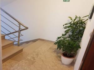 Apartmani Sonja