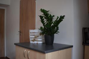 Apartmány Lípa