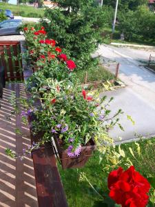 Apartman Petra & Tena