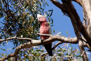 Cape Jervis Holiday Units