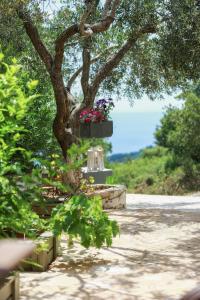 Bella Vista Villas & Suites Paxoi Greece