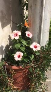 Affittacamere AlFrantoio