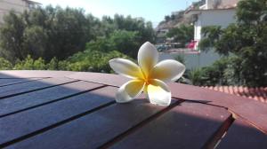 Plumeria Flowery Ikaria Greece