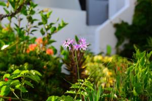 Aris Hotel Chania Greece
