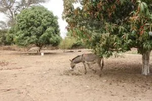 Le Verger d'Anta - Sandiara