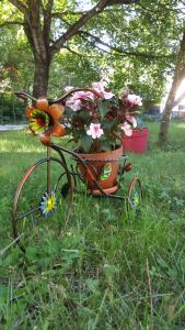 Le Saule Rêveur photo 12