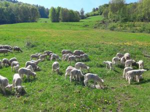 Maisons de vacances Les Clarines Gite a la Ferme : photos des chambres