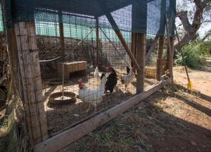 Biancolivo Gallipoli in Salento