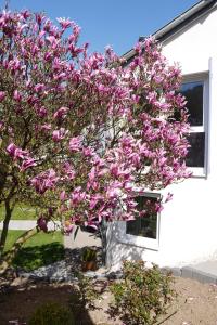 Ferienwohnung "Magnolia"