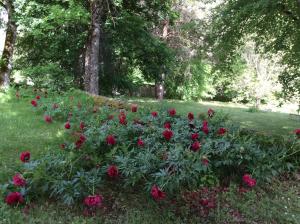 B&B / Chambres d'hotes Chateau de Laric : photos des chambres