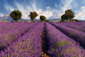 Maisons de vacances Mas Coeur de Provence Calme Luxe Grand Parc : photos des chambres