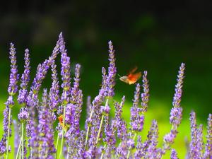 B&B / Chambres d'hotes La Belle Verte : Chambre Familiale - Vue sur Jardin