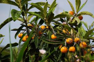 Quinta das Camélias