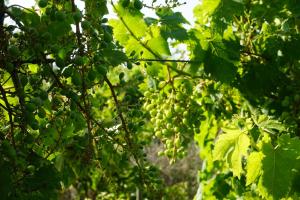 Quinta das Camélias