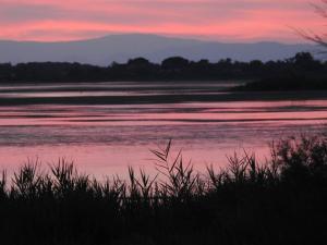 Hotels Hotel Les Palmiers En Camargue : photos des chambres