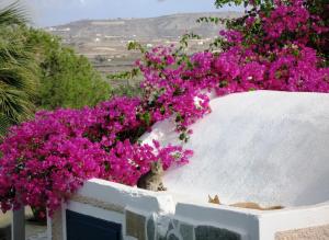 Paradise Resort Santorini Greece