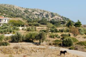 Apollon Resort