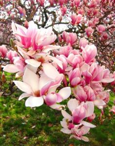 Apartma Magn&oacute;lia Apartman S&aacute;rv&aacute;r Madžarska