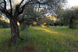 Hotels Hotel Restaurant Le Gardon - Pont du Gard : photos des chambres