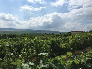 Pansion Wineyards Salin Turda Rumeenia