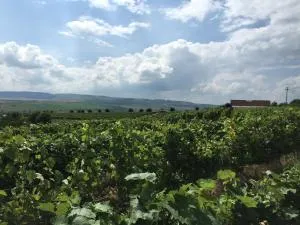 Wineyards Salin - Copăceni