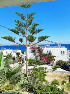 Fotilia Hotel Paros Greece