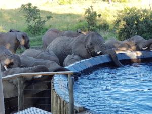 Nambiti Plains Lodge