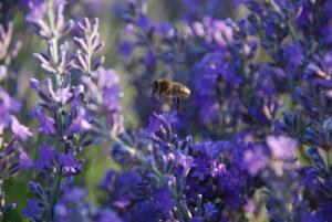 B&B / Chambres d'hotes Bastide Saint Maurin : photos des chambres