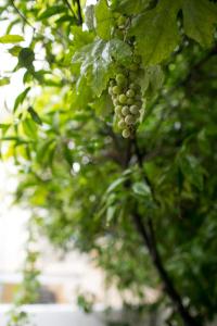 Athená Luxury Residence