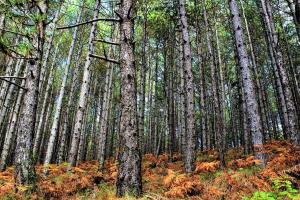 Foresta in Medias Mores Arkadia Greece