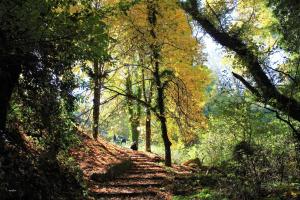 Foresta in Medias Mores Arkadia Greece