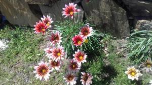 La Rosa dei Venti