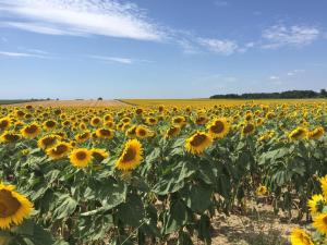 Maisons de vacances Le Petit Saule : photos des chambres